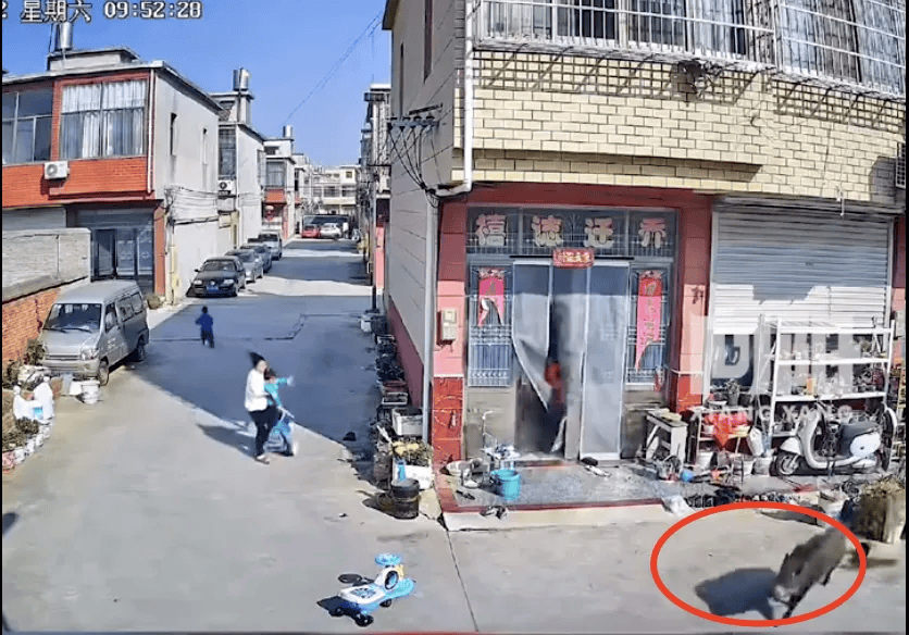 街头横冲直闯<strong></p>
<p>新证券法</strong>，抱娃女子被撞伤，警方：已被特警击毙
