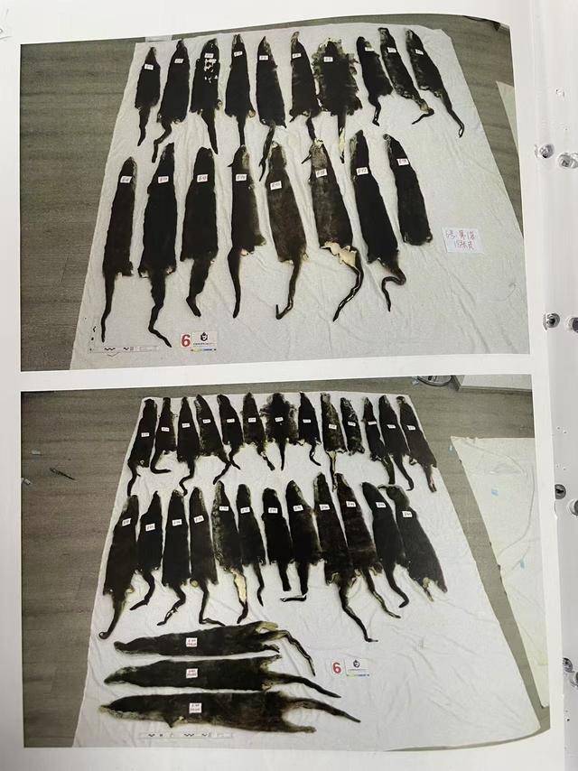女子抱猫入境为何神色慌张<strong></p>
<p>证券营业部</strong>？袋内竟藏了46张水獭皮