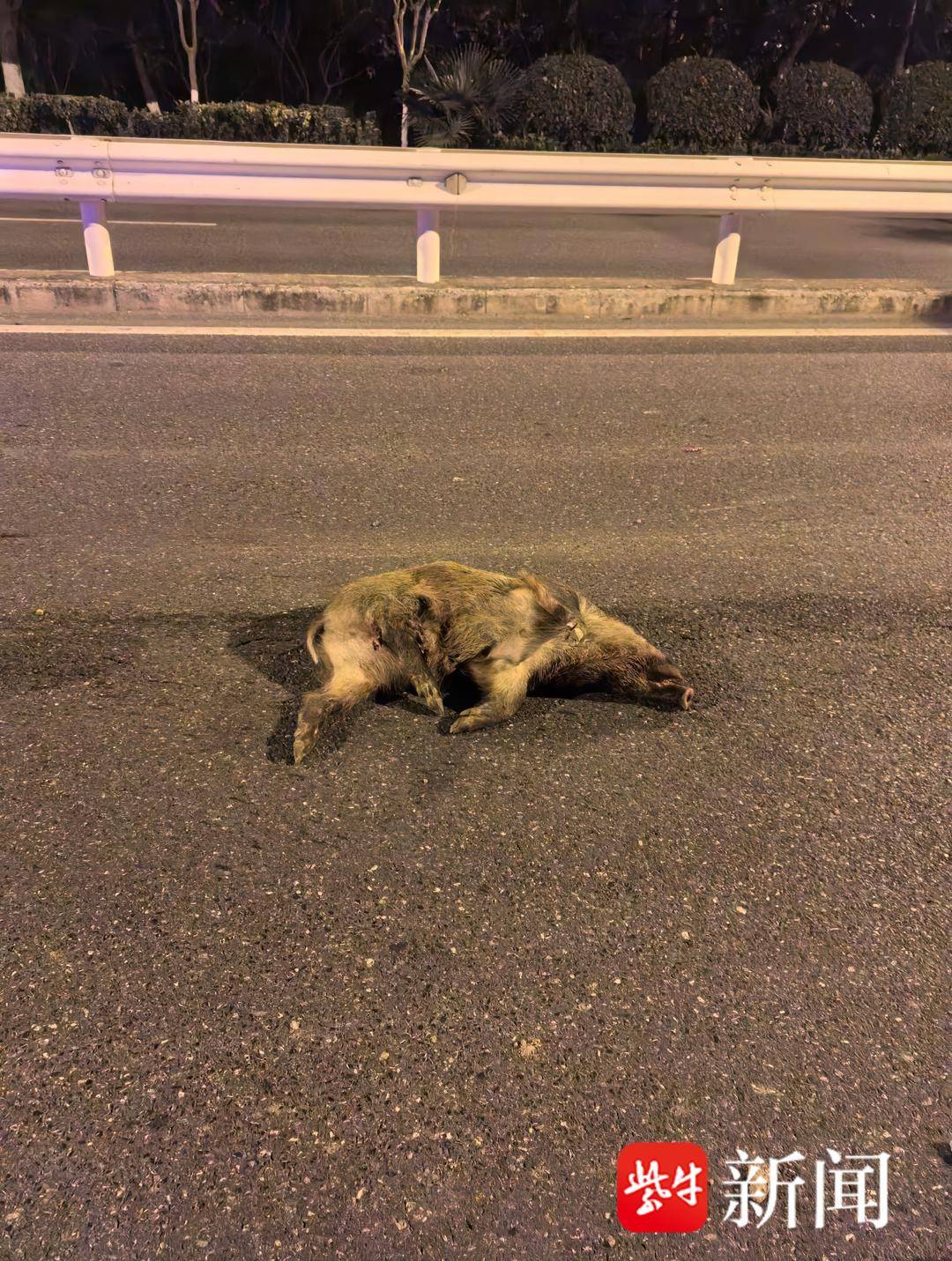 南京一市民晚上开车撞到野猪<strong></p>
<p>光大证券金阳光</strong>，而且撞了两头！