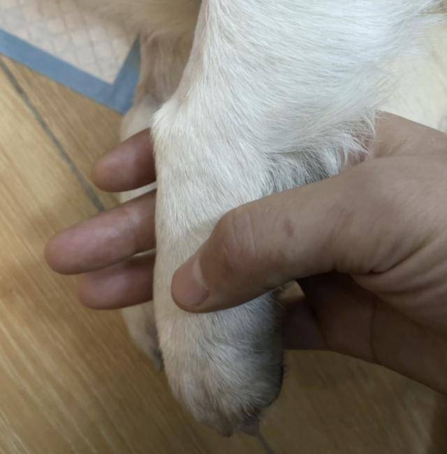死亡数字还在增加！广东多区超40只宠物狗疑中毒死亡<strong></p>
<p>搜狐证券</strong>，街道办回应