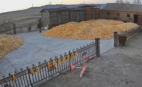 黑龙江老虎进村咬伤七旬大爷<strong></p>
<p>证券交易印花税</strong>，儿媳妇大喊后老虎跑掉，村民都不敢出门