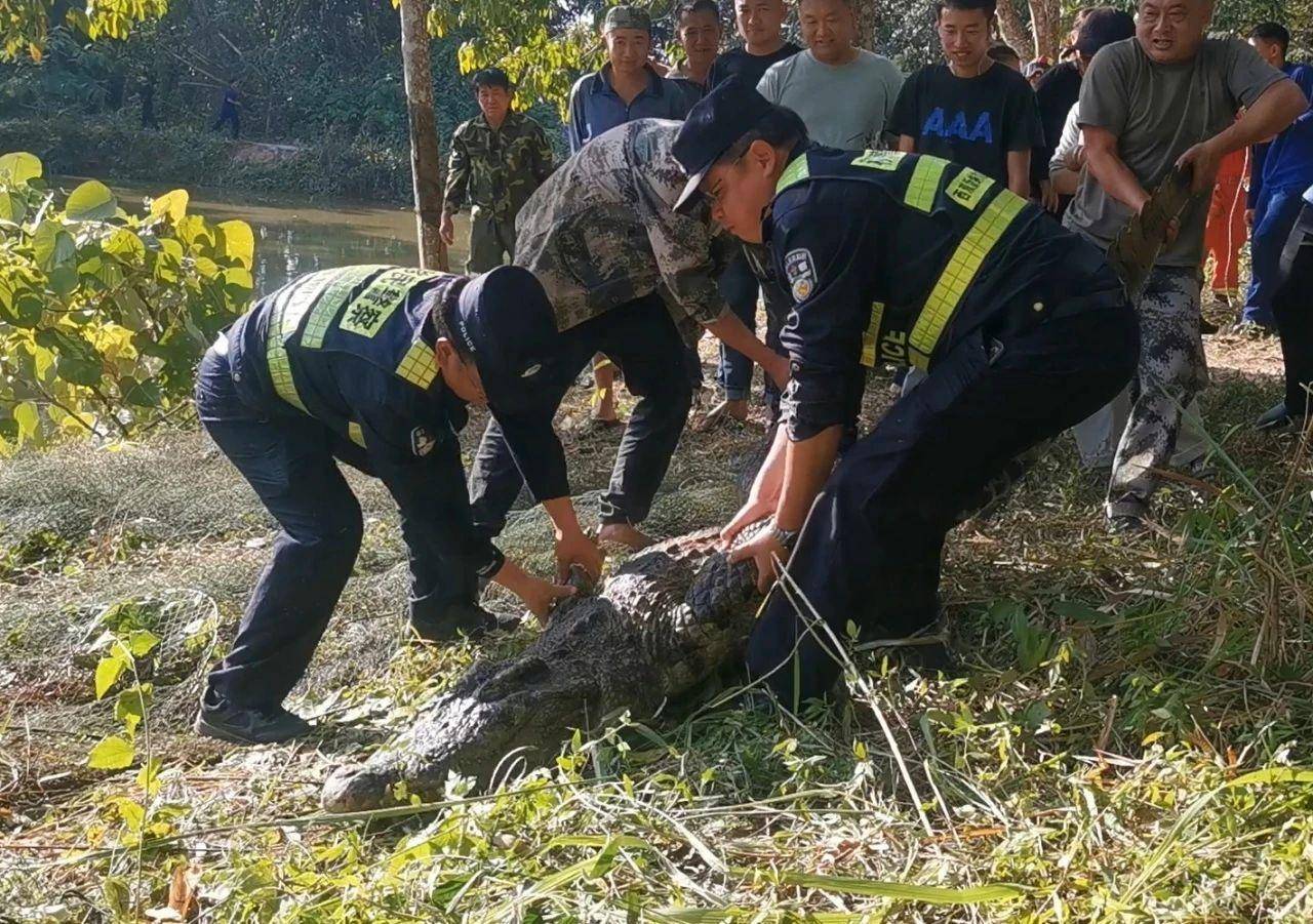 云南一310斤鳄鱼凌晨破笼脱逃：在鱼塘找到<strong></p>
<p>中国证券协会</strong>，特警开枪击毙