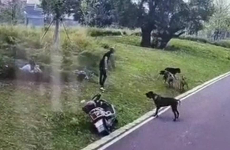 母女逛公园被四条大型犬咬伤<strong></p>
<p>招商证券招聘</strong>，赣州警方通报：2人被采取刑事强制措施，伤者伤情平稳