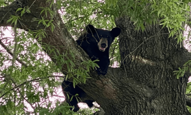 美国男子猎杀树上的熊<strong></p>
<p>海顺证券</strong>，熊掉下来砸死另一人