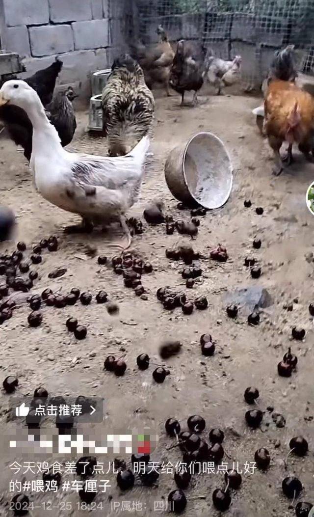 车厘子喂鸡惹争议 四川汉源果农回应：旧视频<strong></p>
<p>证券考试</strong>，喂鸡的是“次果”