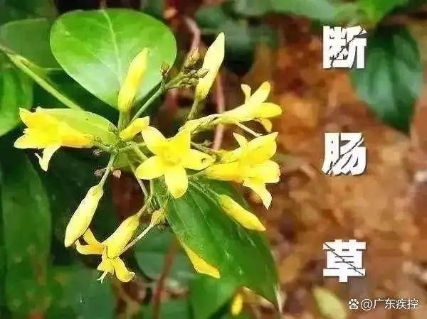 广东一老人买药材煲汤中毒身亡 当地：店铺误售断肠草<strong></p>
<p>证券交易手续费</strong>，老板被拘留