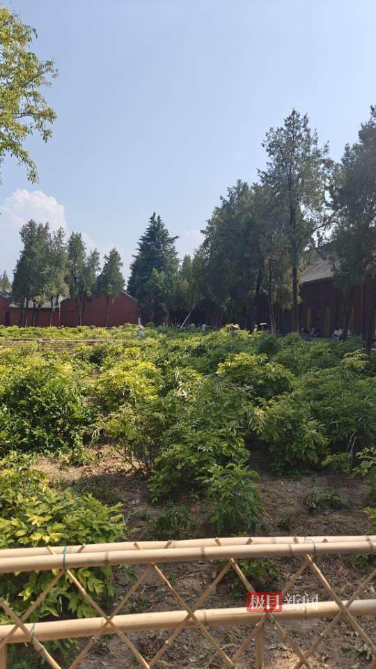印乐方丈管理下的白马寺：僧人顶着高温种地<strong></p>
<p>DOT交易app</strong>，义工称寺里秉承农禅并重
