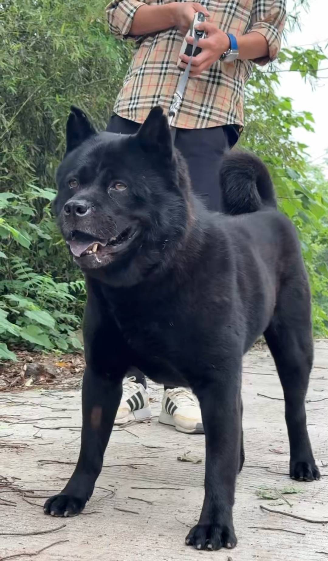 9月1日施行！长沙城区正式解禁中华田园犬<strong></p>
<p>波卡币交易app</strong>，养殖户扩大规模更新犬种：这两种最受欢迎