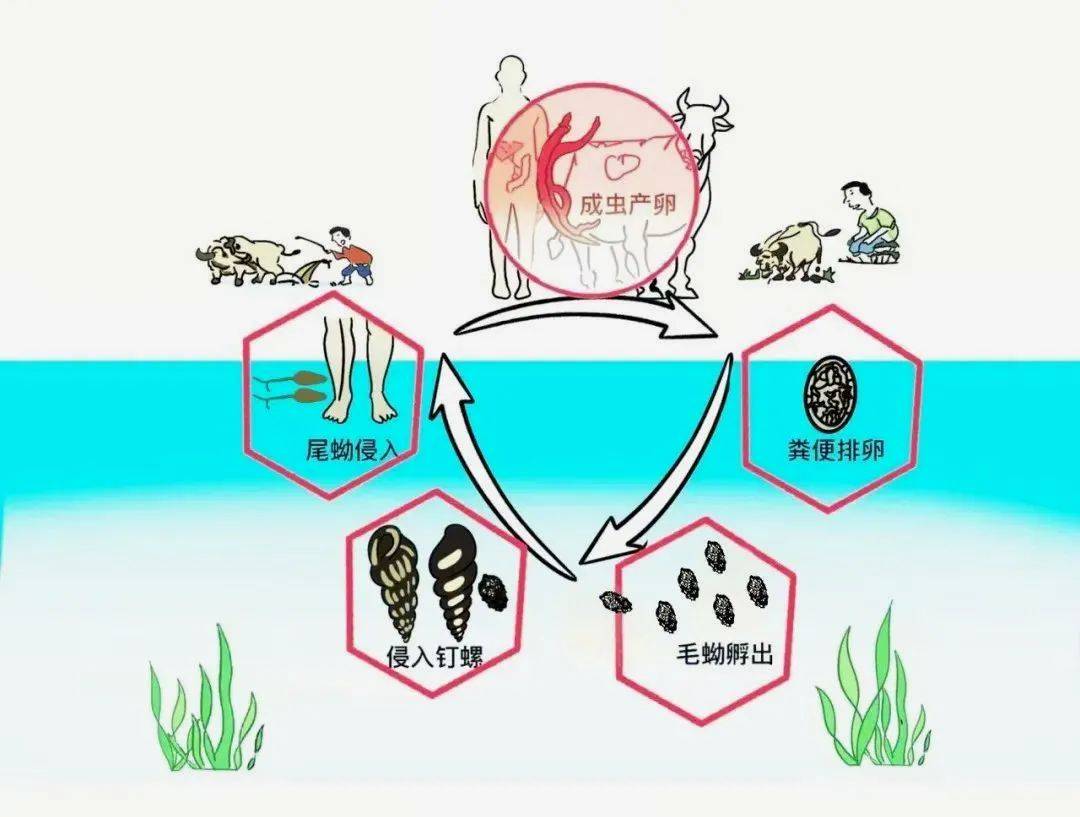 一旦接触<strong></p>
<p>ADA交易app</strong>，10秒即可感染！汛期谨防这种病→
