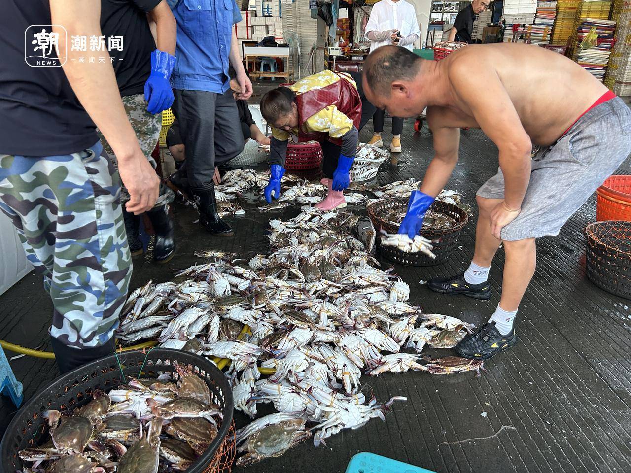 起猛了！东海梭子蟹2元/斤<strong></p>
<p>LTC交易app</strong>，杭州市场到货量惊人
