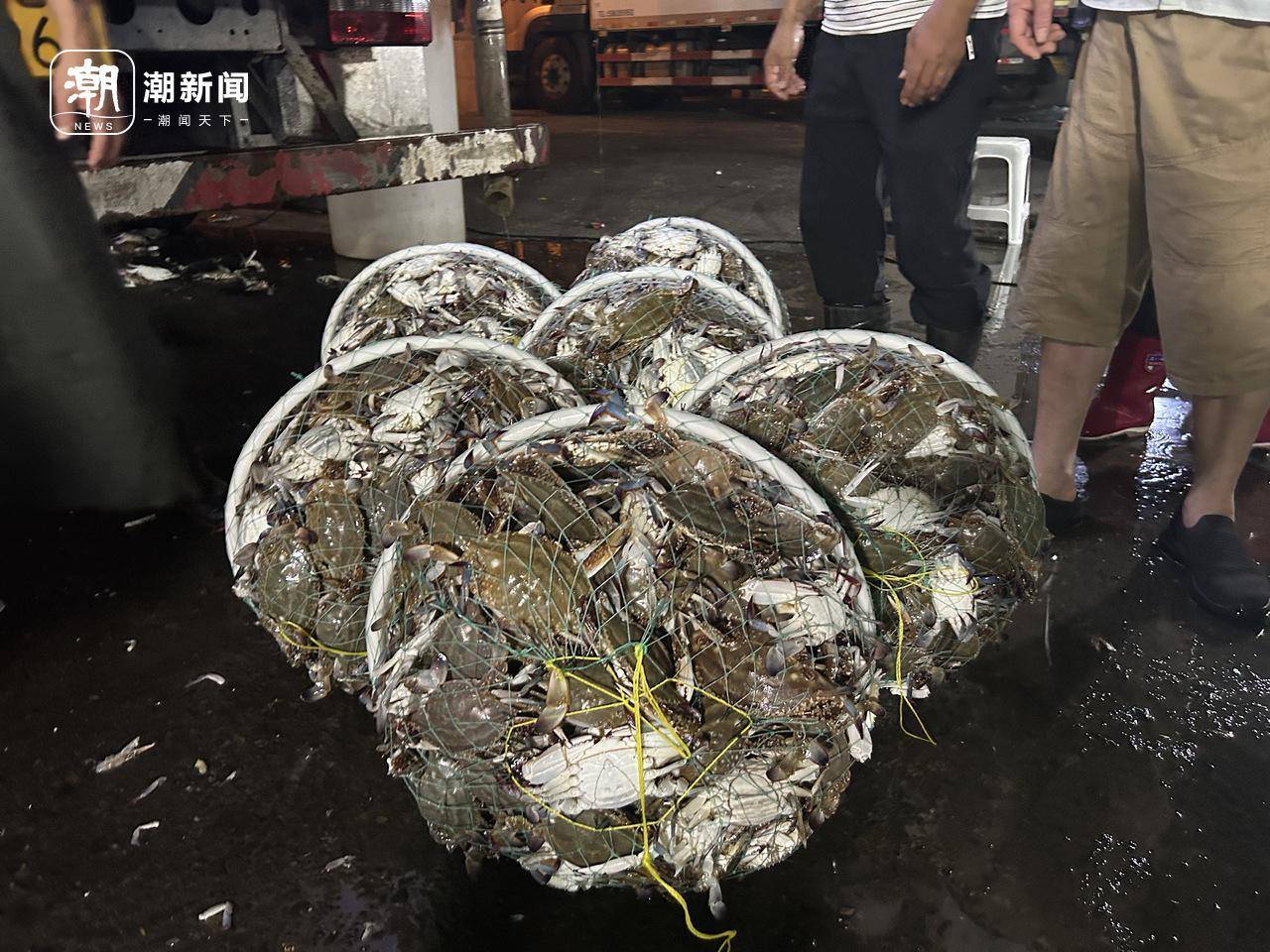 起猛了！东海梭子蟹2元/斤<strong></p>
<p>LTC交易app</strong>，杭州市场到货量惊人