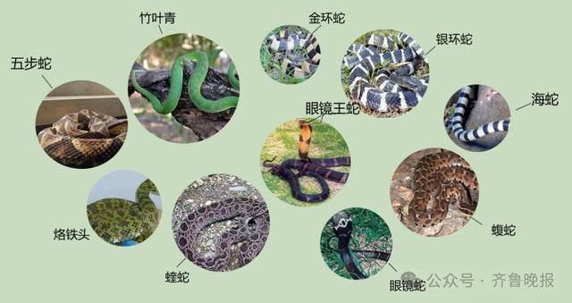 安徽宣城一男子走路玩手机<strong></p>
<p>区块链挖矿交易app</strong>，一脚踩中打架的竹叶青和五步蛇，被俩毒蛇咬3口！医院：暂无生命危险，正在治疗