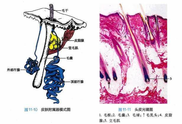 白头发拔一根长三根<strong></p>
<p>火币交易平台</strong>？到底能不能拔？终于弄清楚了