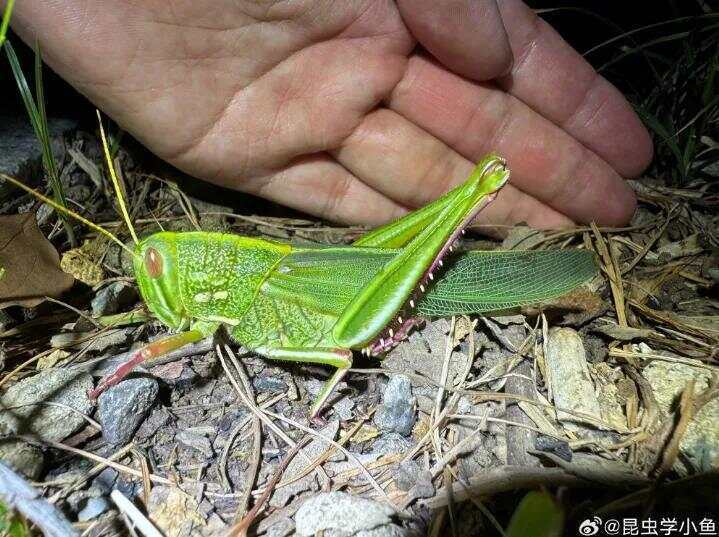 点虫成金！合肥发现最大蝗虫<strong></p>
<p>OKEx交易平台</strong>，约成人手掌大小！专家称其肉质丰满可油炸食用