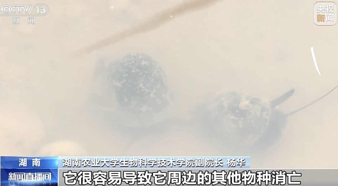掀开衣服<strong></p>
<p>ADA交易平台</strong>，密密麻麻！200多只活虫惊现深圳机场……