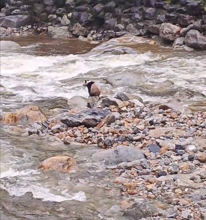 游客在陕西龙吟峡偶遇大熊猫过河<strong></p>
<p>BSV交易平台</strong>，景区：系纯野生秦岭大熊猫，今年首次发现
